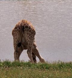 The Water Hole